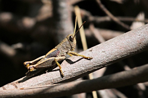 Acrididae sp Grasshopper (zd) (Acrididae sp)
